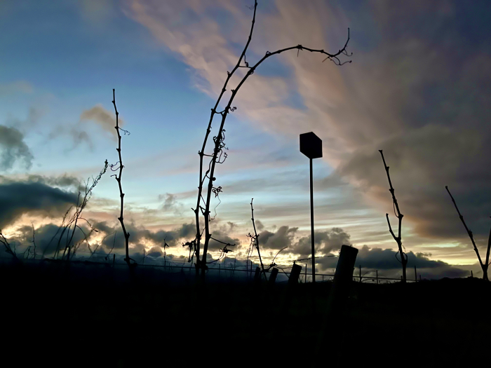 Winter sunset and dormant vines