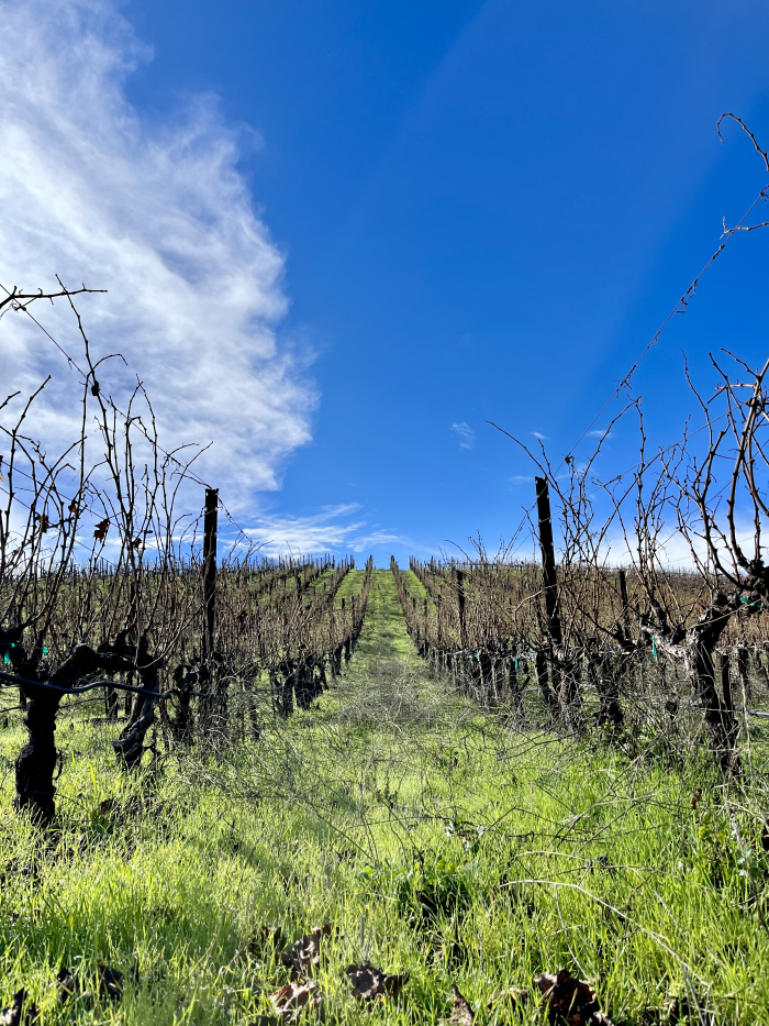 Green Vineyard Jan 2023 - Lush Cover Crop
