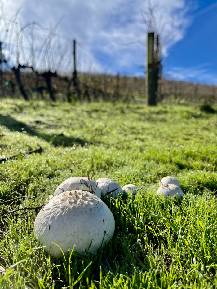 Green Vineyard Jan 2023 - Mushrooms