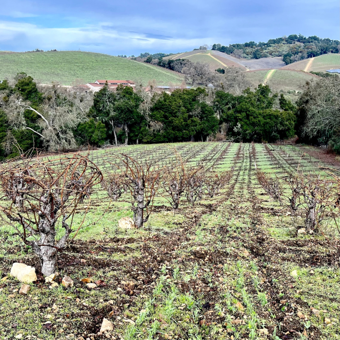 Green Vineyard Jan 2023 - Scruffy Hill