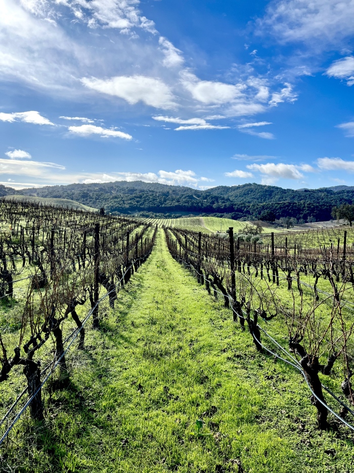 Green Vineyard Jan 2023 - Long View
