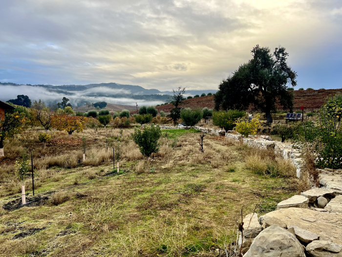 Fog lifting - Biodynamic plantings