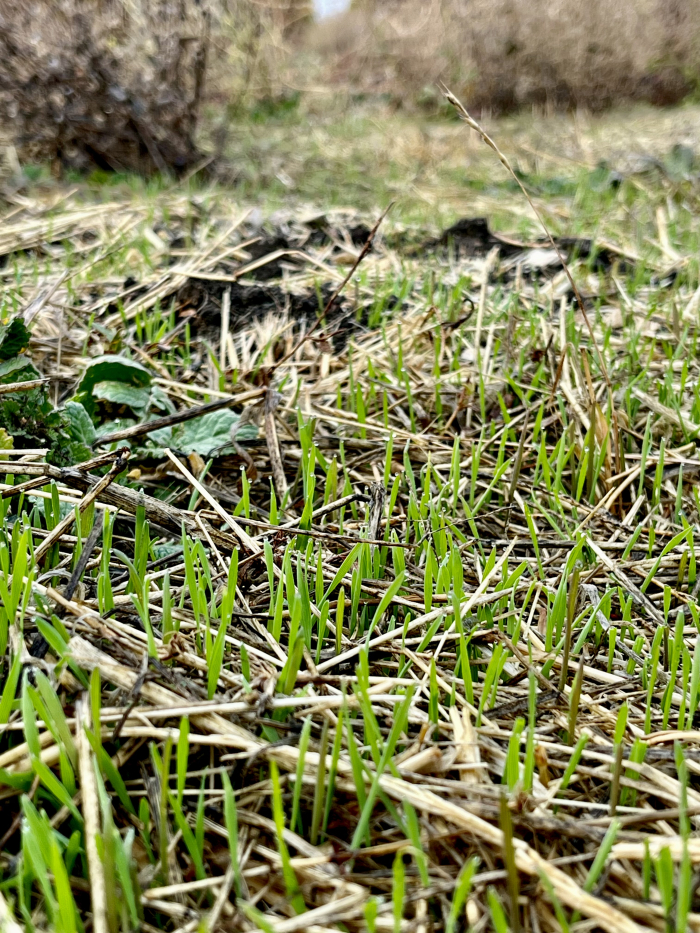 Fog lifting - green grass
