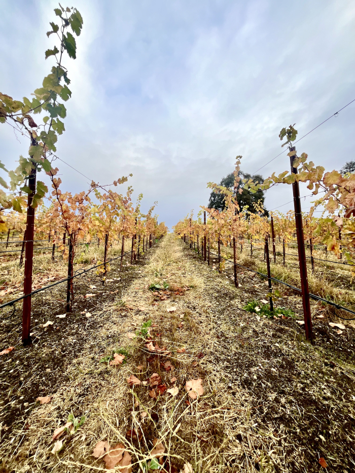 Fog lifting - in Santos Block