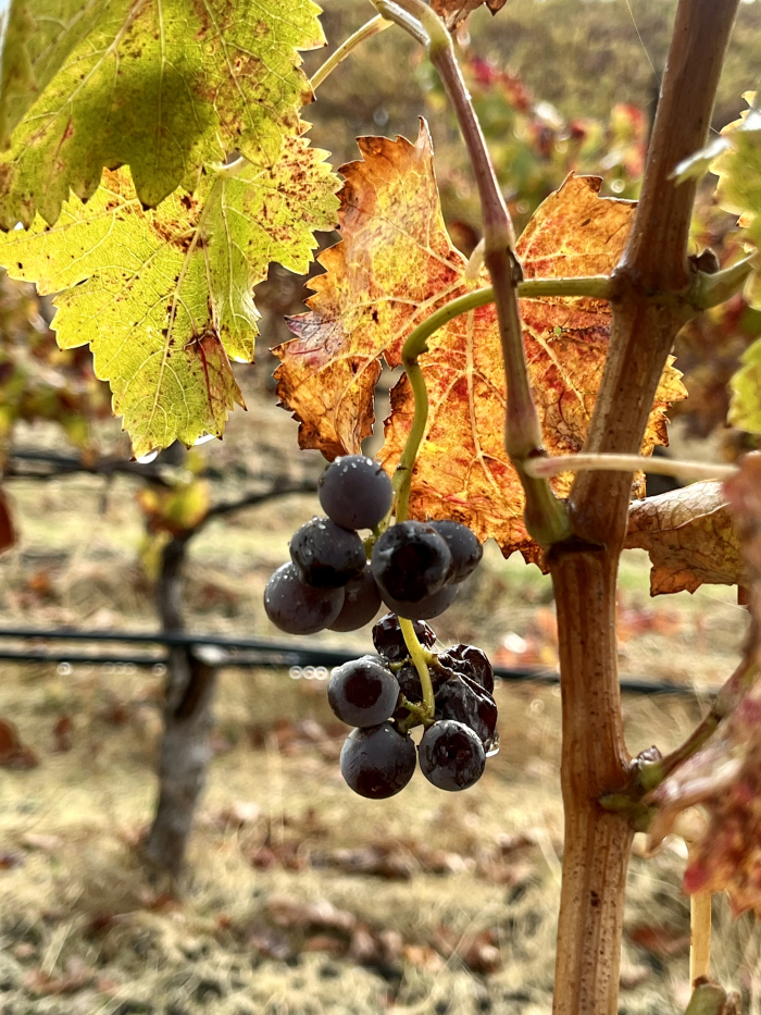 Fog lifting - second crop