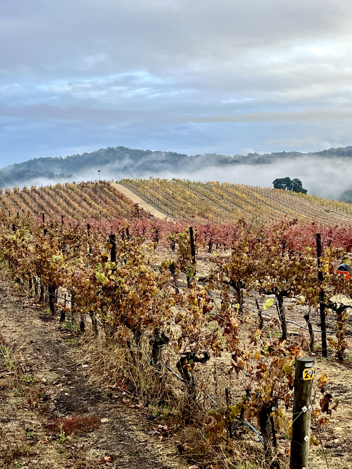 Fog lifting - over New Hill