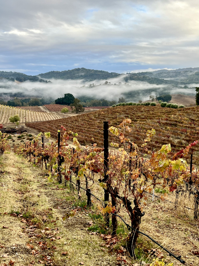 Fog lifting - looking south over Counoise and Syrah