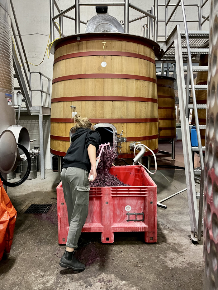 Joanna digging out Mourvedre