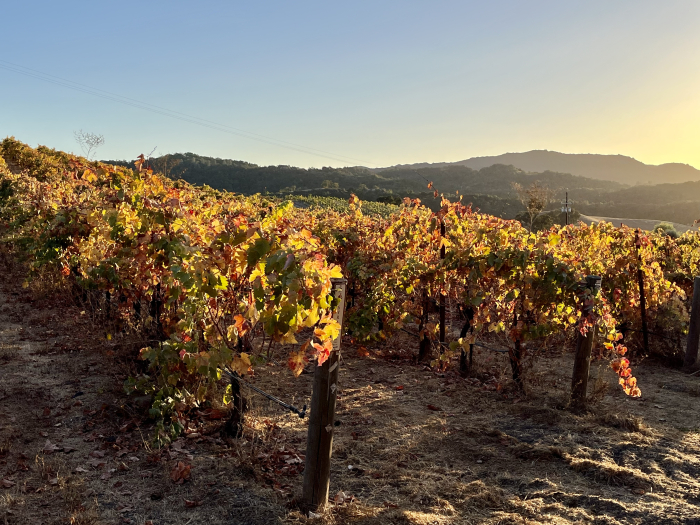 Autumn Syrah and Roussanne