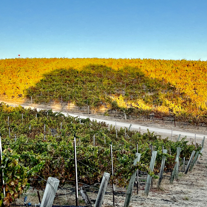 Oak silhouette on Grenache