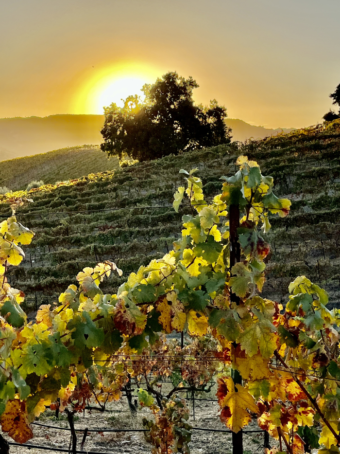 Sunset over Syrah and Grenache