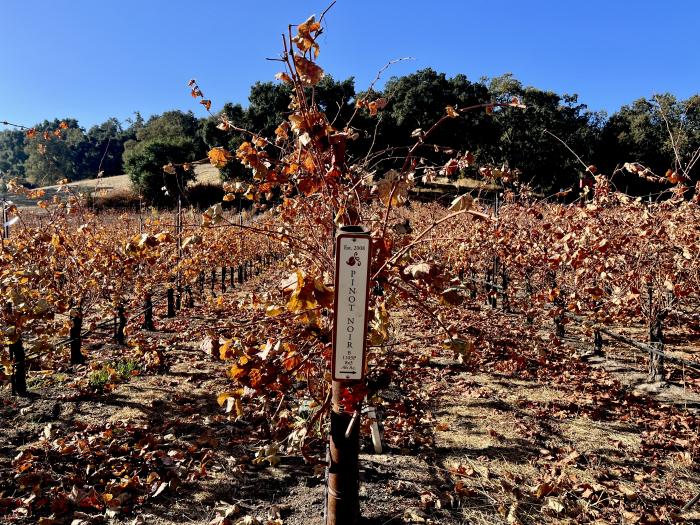 Pinot with brown leaves