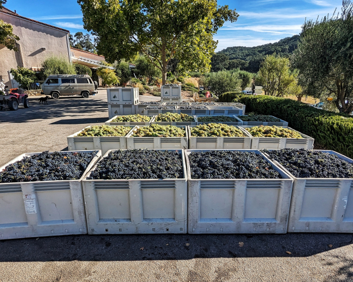 Bins of grapes everywhere