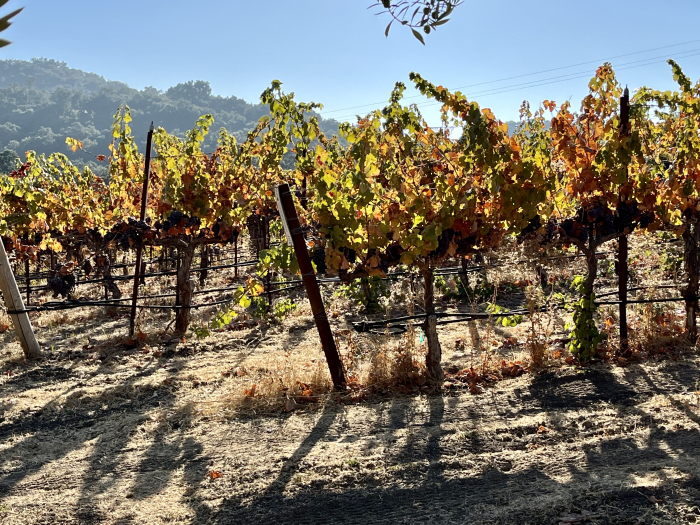 Fall colors in Counoise