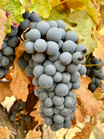 Counoise cluster cropped