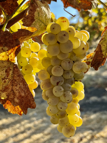 Roussanne cluster