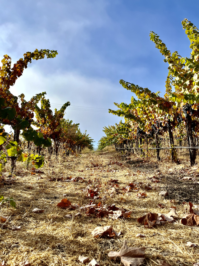 Fog lifting between Counoise rows
