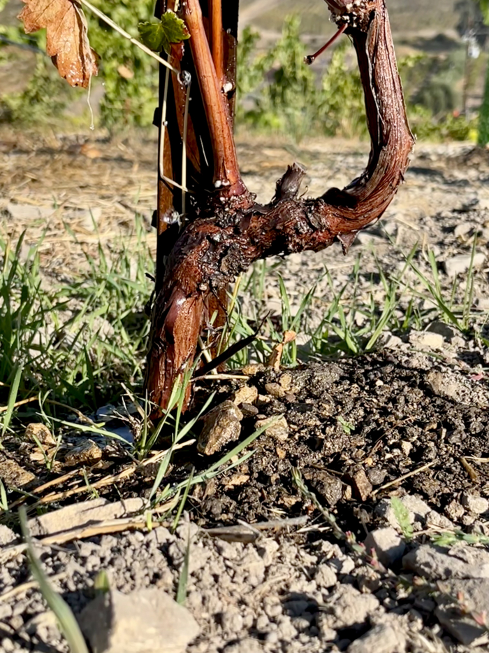 Post-harvest irrigation