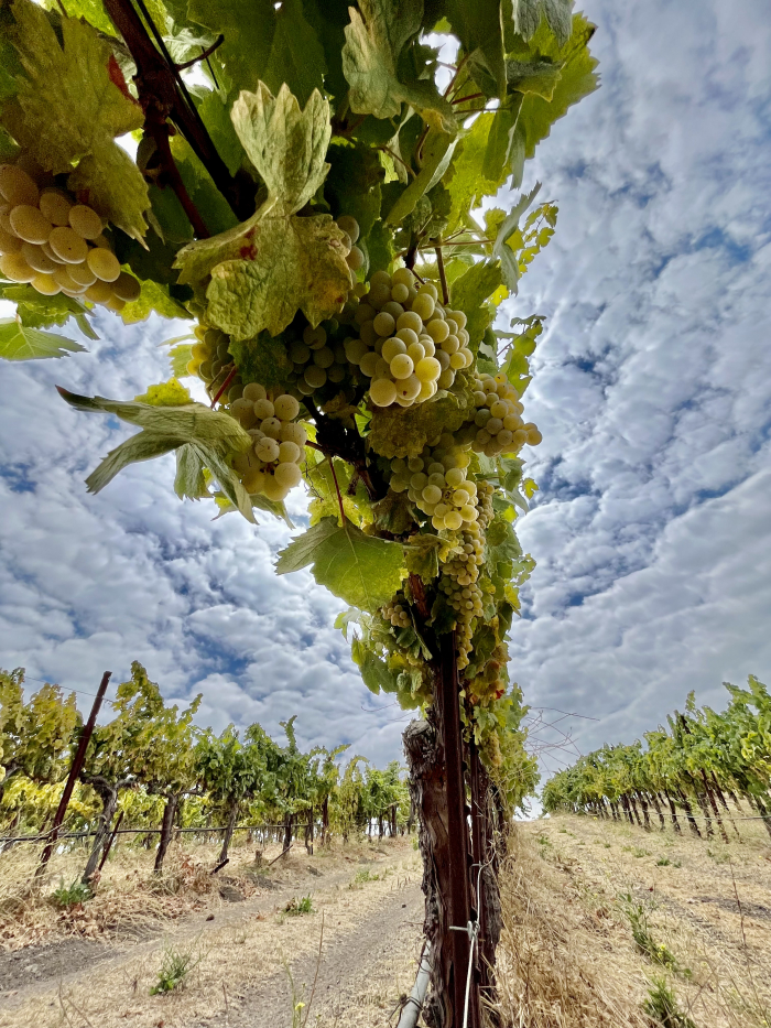 Overcast September - Under Bourboulenc