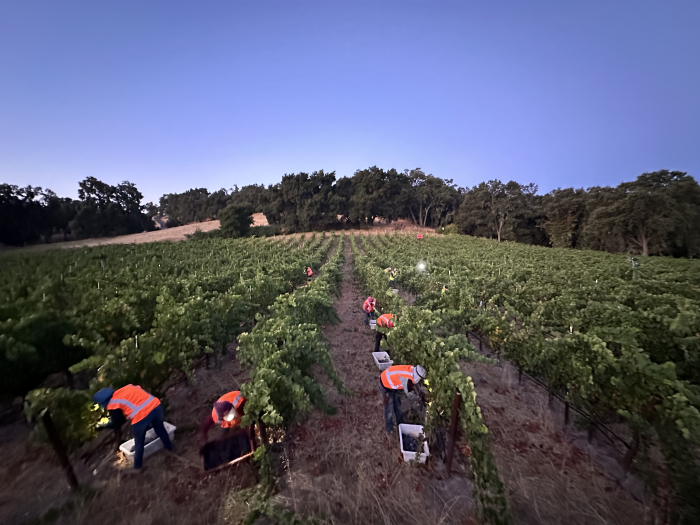 Picking Pinot at Dawn - JL