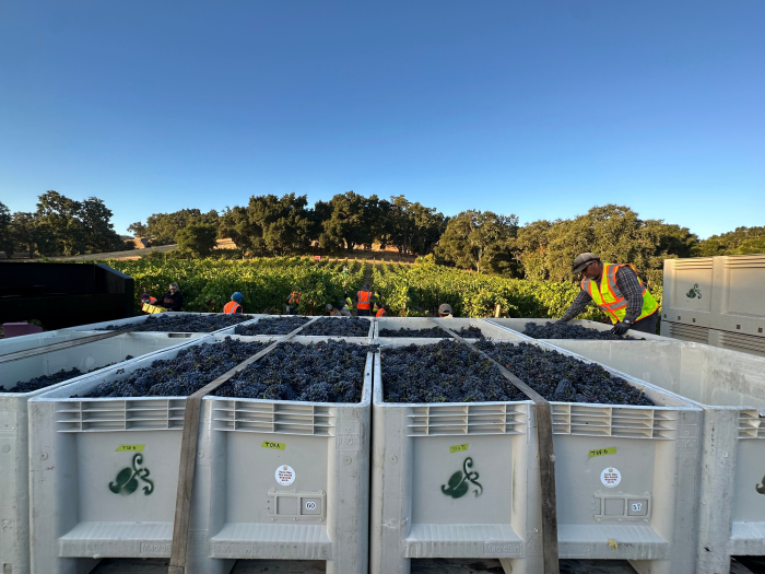 Bins of Pinot with David
