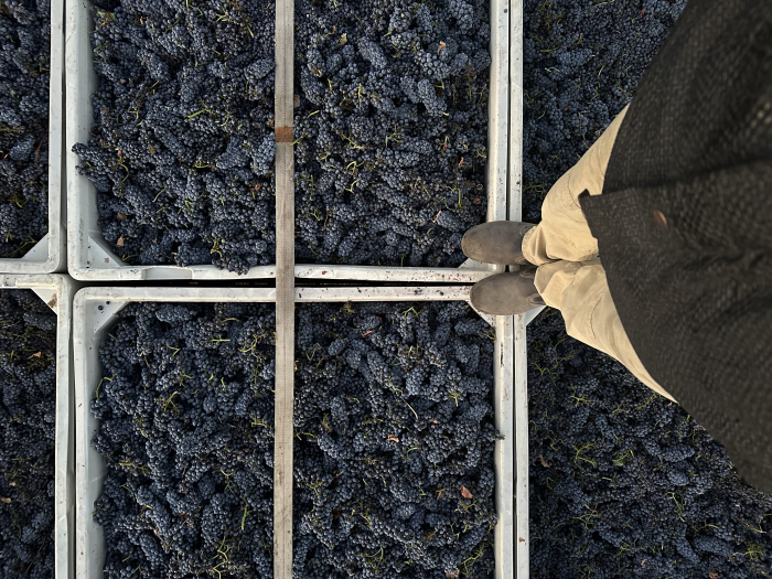 Looking down on Pinot bins - JL