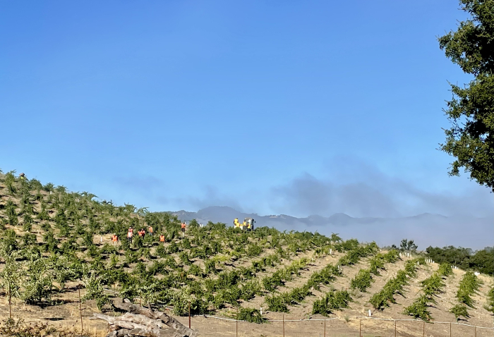 Harvesting Roussanne on Jewel Ridge