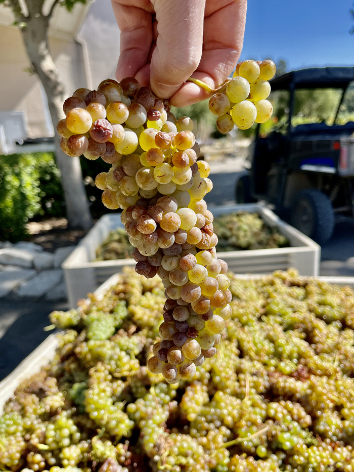 Roussanne looking russet