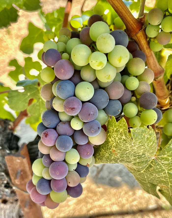 Veraison 2023 - Tannat