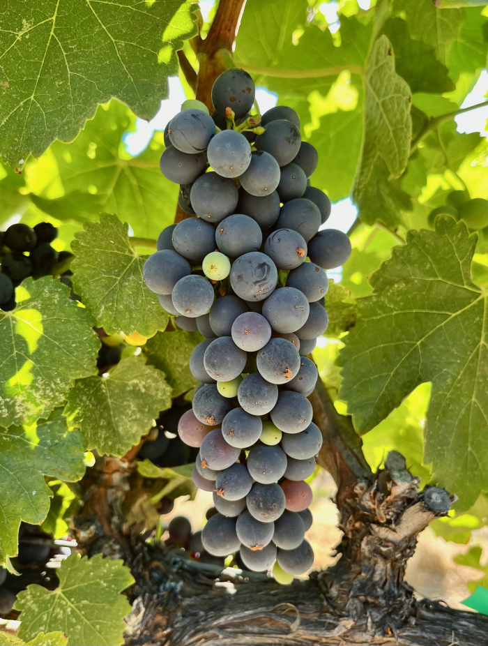 Veraison 2023 - Syrah