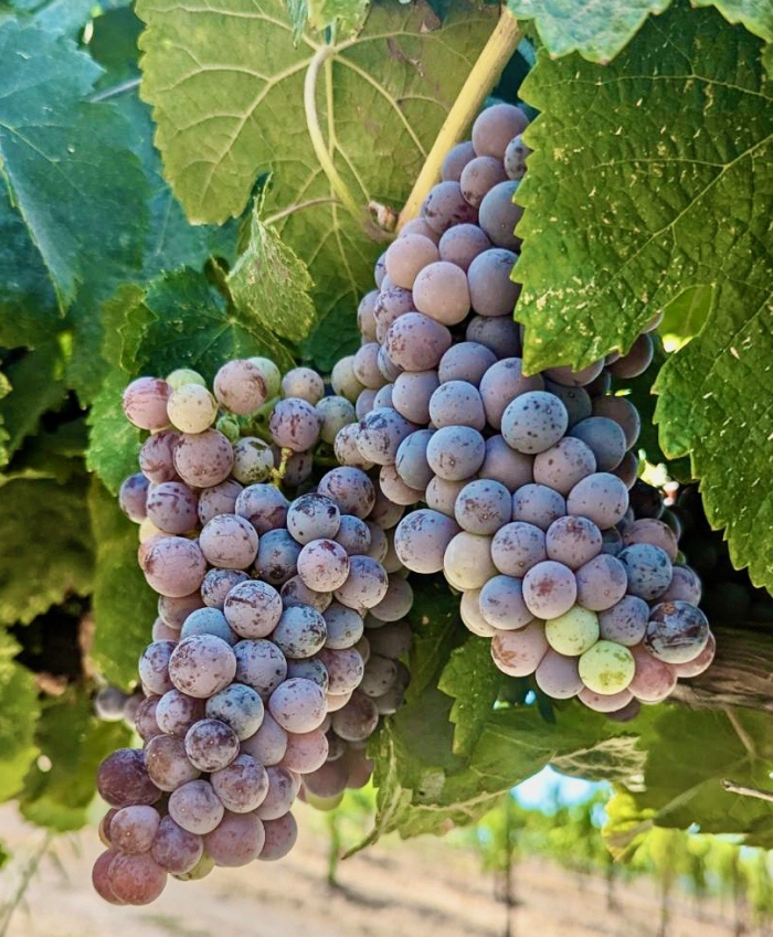Veraison 2023 - Muscardin