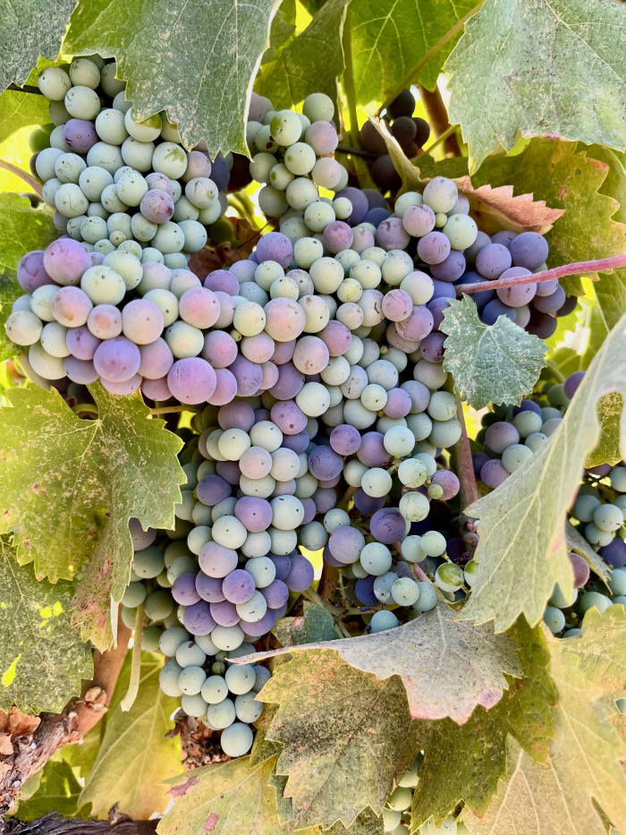 Veraison 2023 - Mourvedre