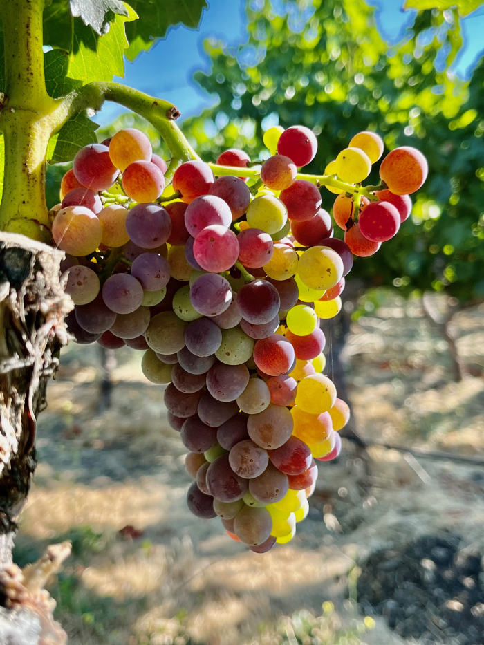 Veraison 2023 - Grenache