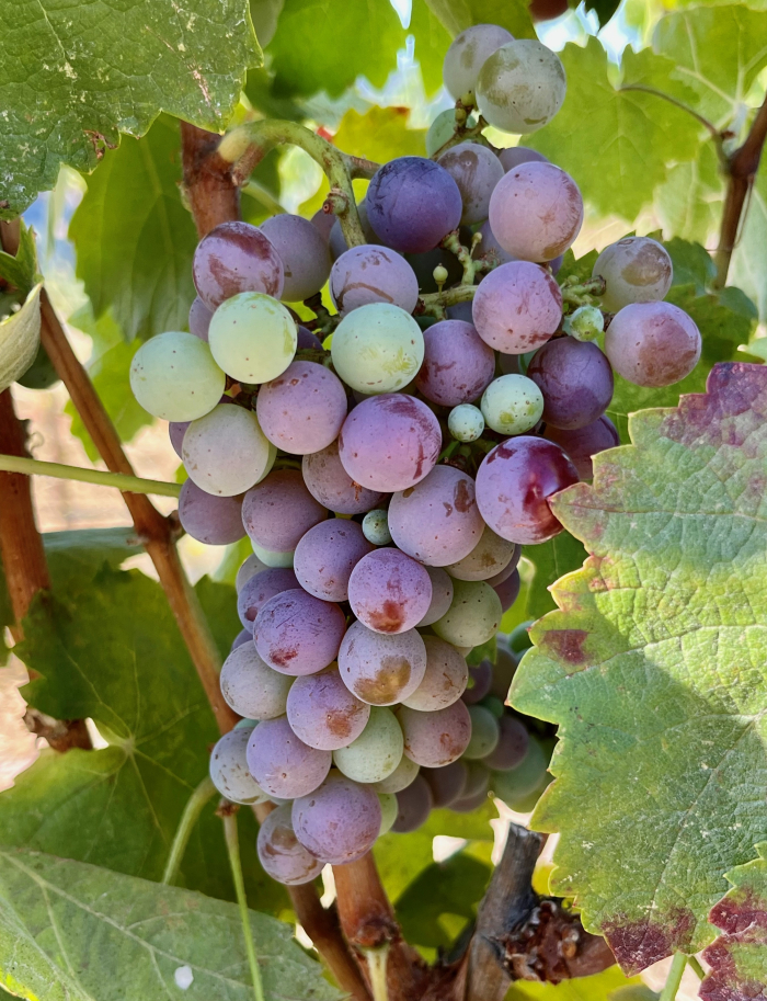 Veraison 2023 - Terret Noir