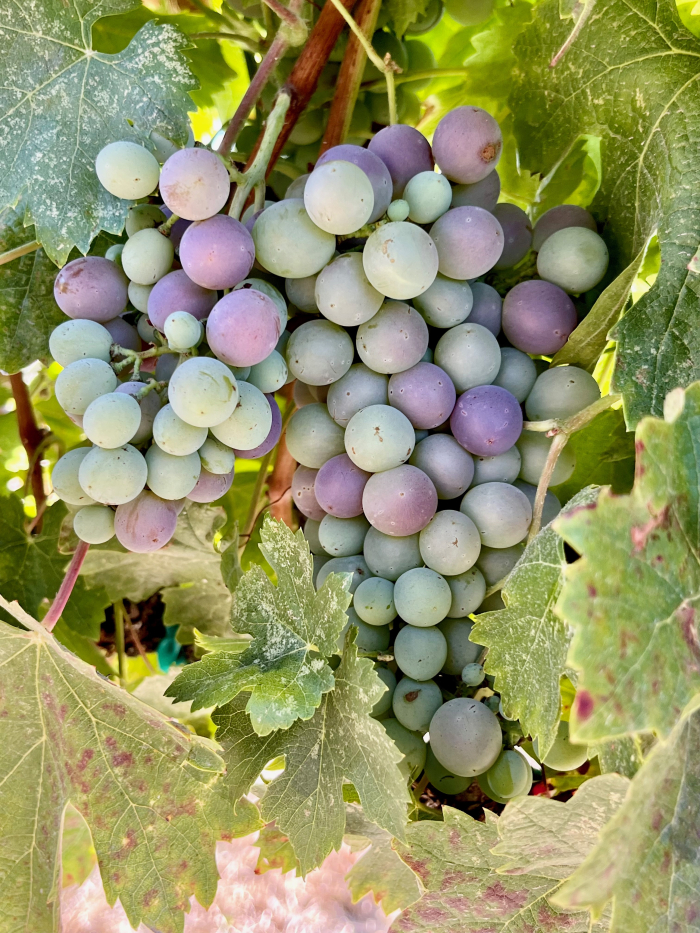 Veraison 2023 - Vaccarese