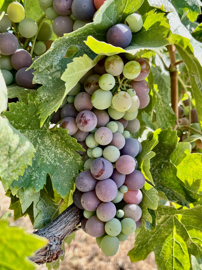 Veraison 2023 - Cinsaut