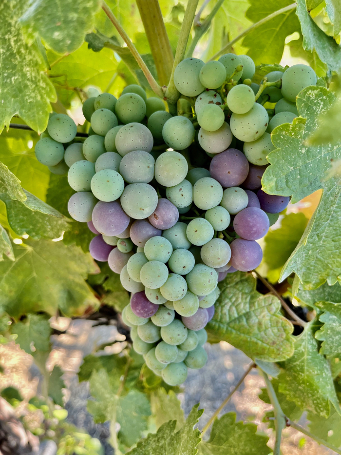 Veraison 2023 - Counoise