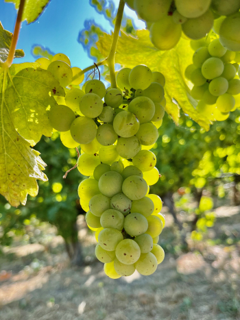 Veraison 2023 - Viognier