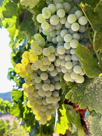 Veraison 2023 - Grenache Blanc