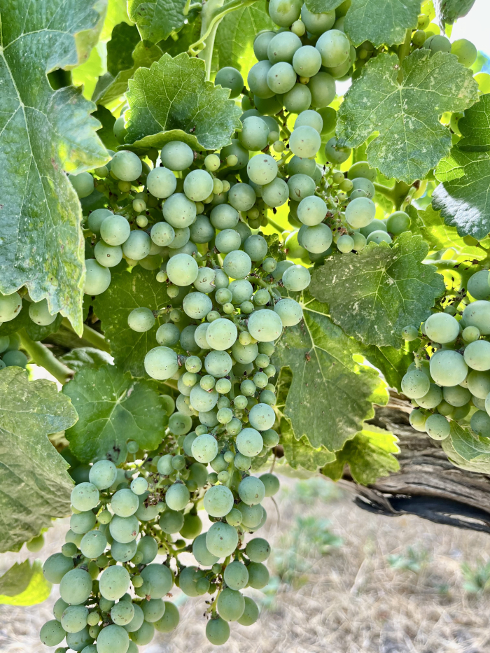 Millerendage Aug 2023