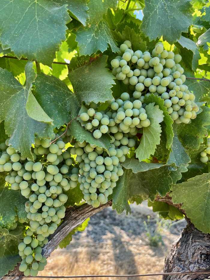 Grenache late July 2023