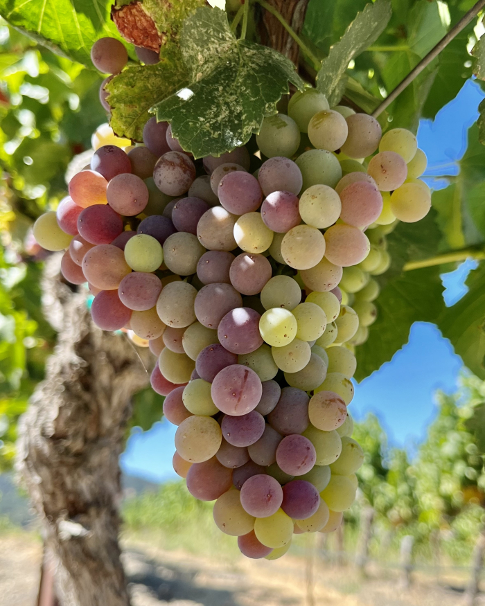 Veraison 2022 - Grenache 2