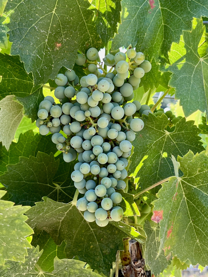 Mourvedre late July 2023