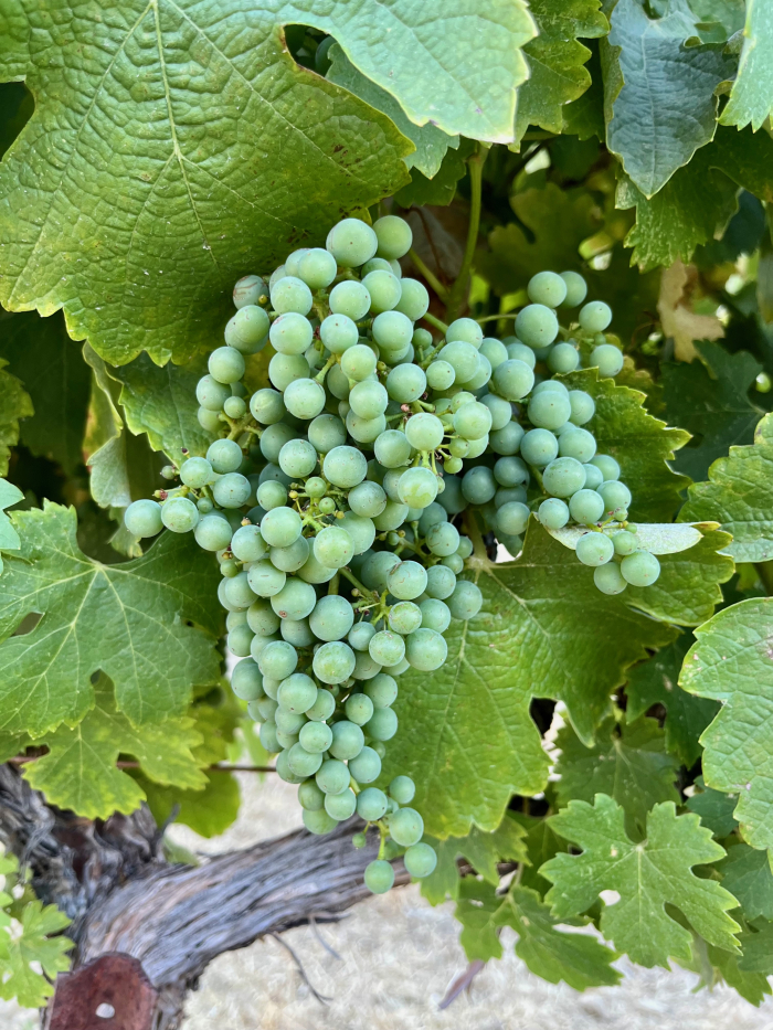 Counoise late July 2023