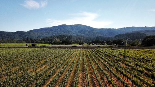 Grgich Hills Vineyard at Rutherford