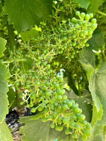 Solstice 2023 - Grenache