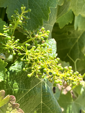 Solstice 2023 - Counoise