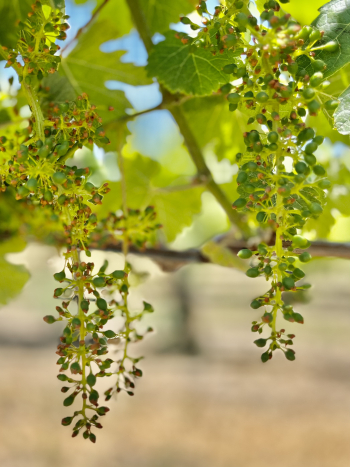 Solstice 2023 - Syrah