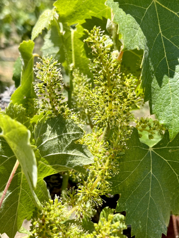 Solstice 2023 - Mourvedre