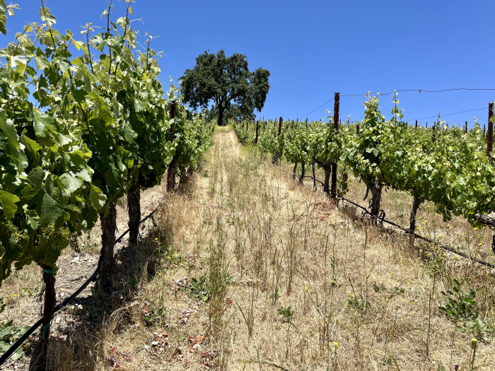 Solstice 2023 - No Till Counoise